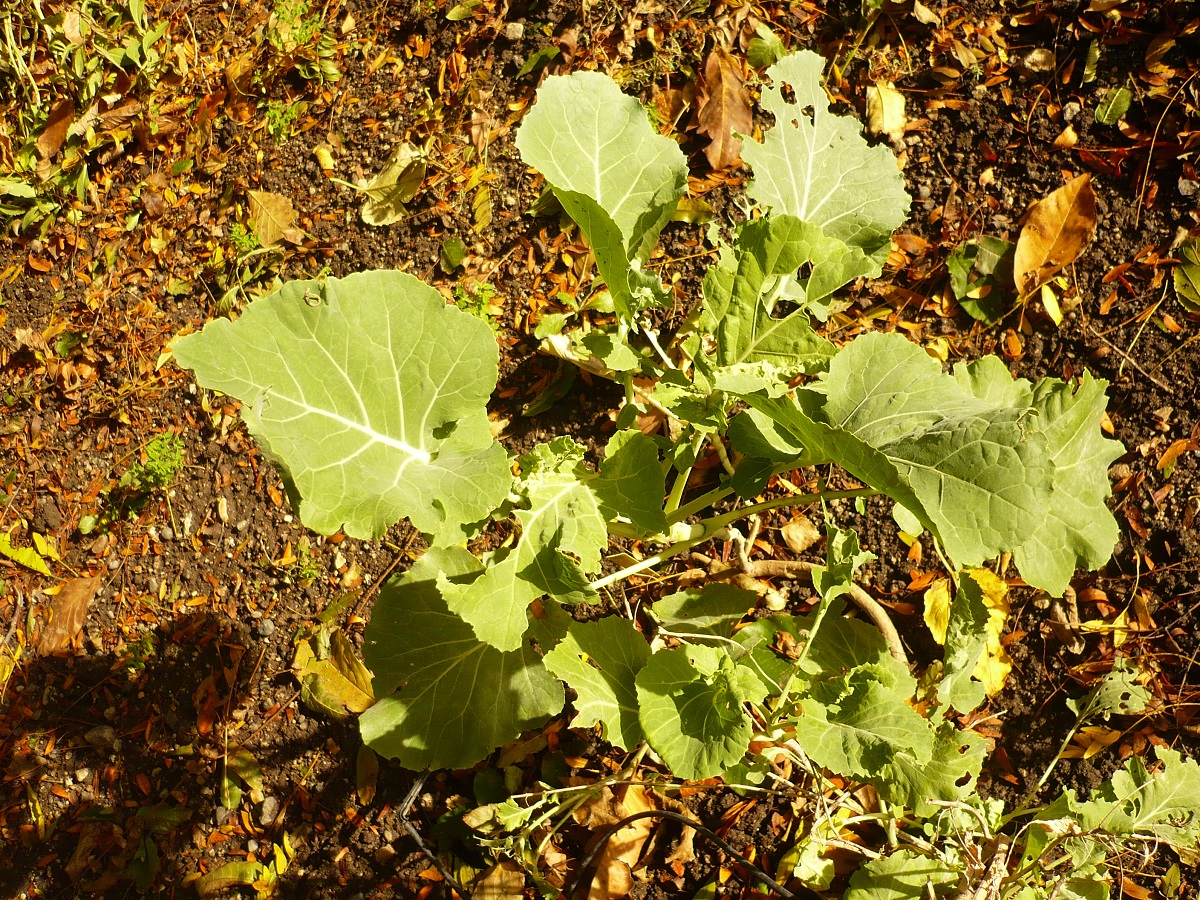 Brassica oleracea (Brassicaceae)